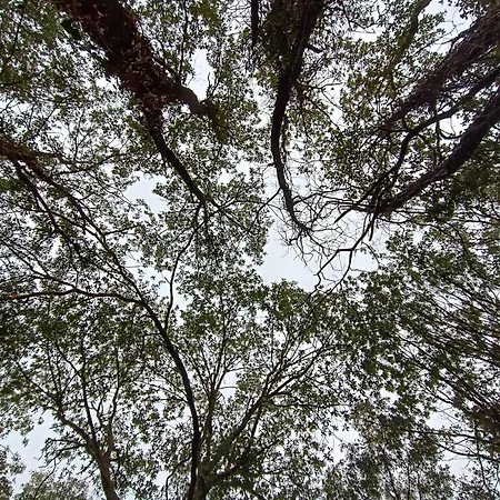 Masia El Bosquet *